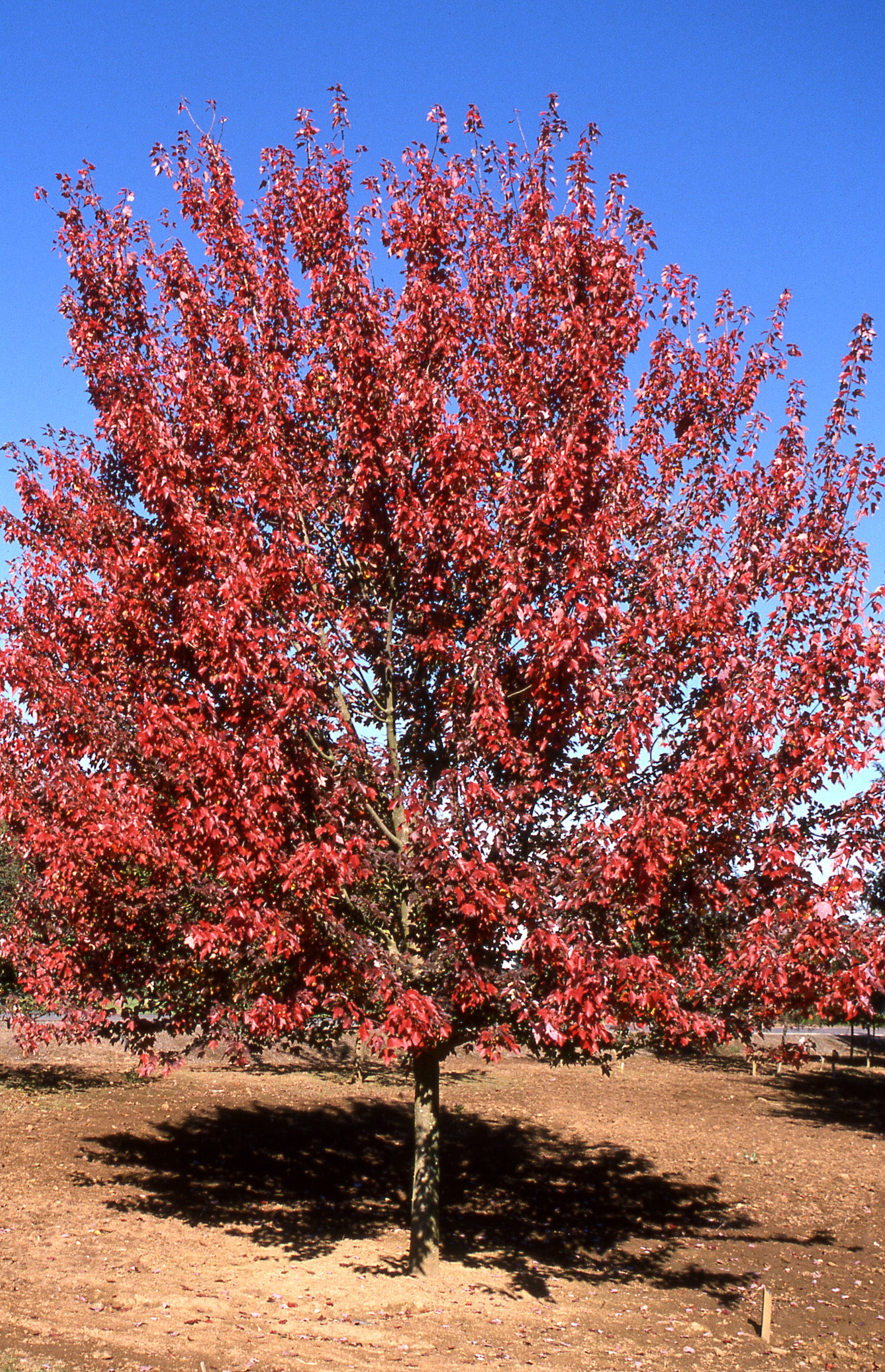 Fire Red Maple Autumn Flame Red Maple – GardenTap