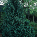 Chamaecyparis obtusa Gracilis Slender Hinoki Falsecypress