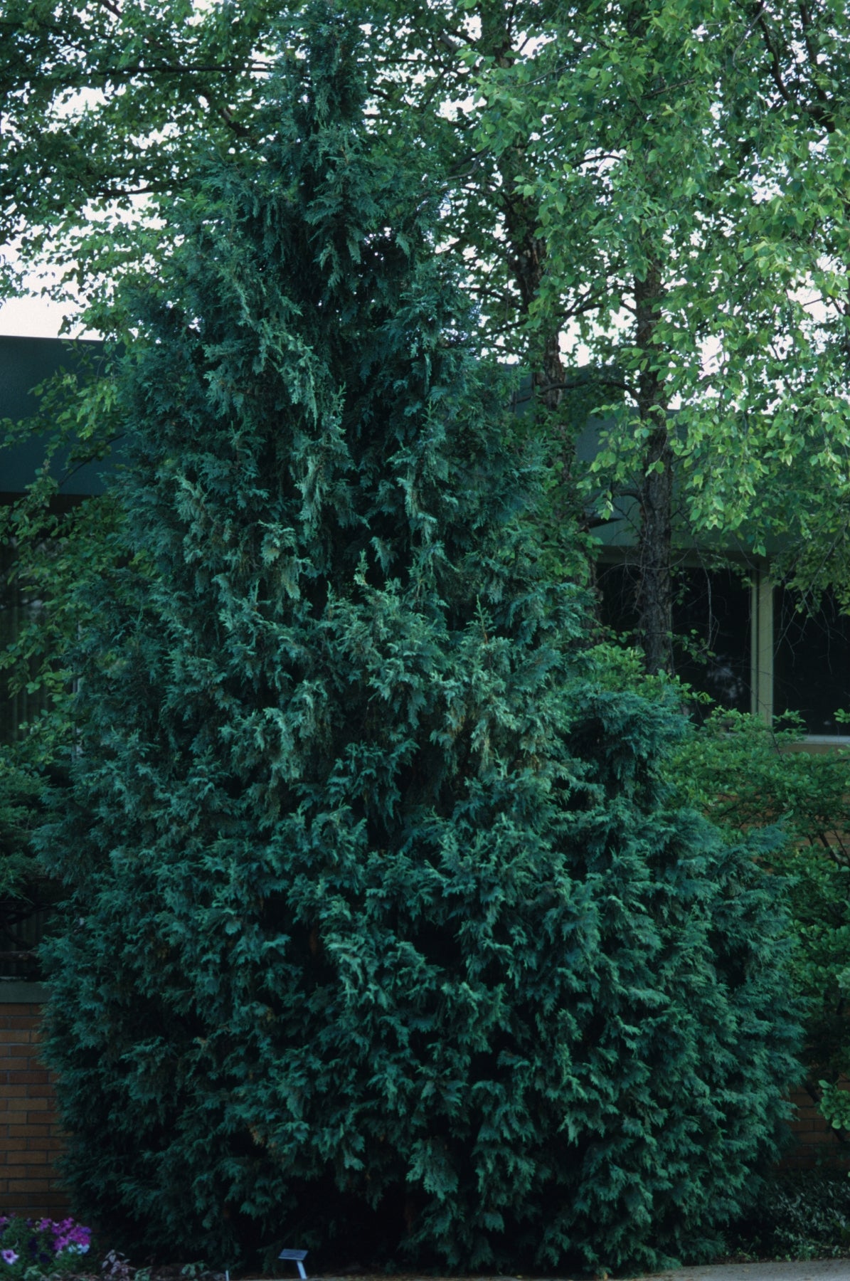 Chamaecyparis obtusa Gracilis Slender Hinoki Falsecypress