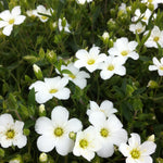 Arenaria montana Mountain Sandwort
