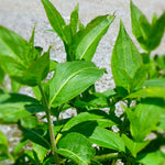 Diervilla rivularis Summer Stars Morton Summer Stars Honeysuckle