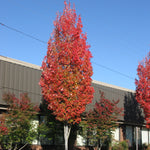 Acer rubrum Bowhall Bowhall Maple