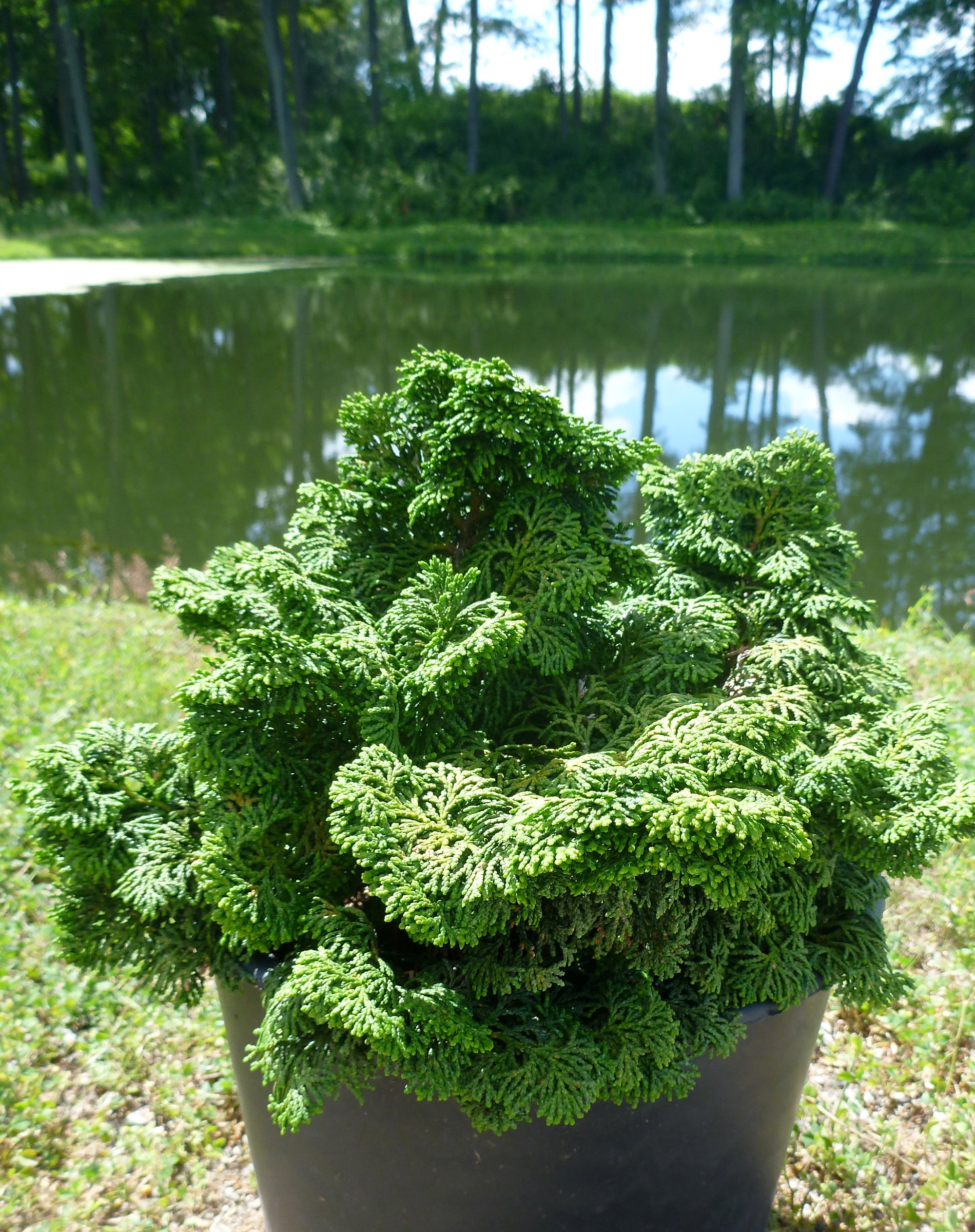 Chamaecyparis obtusa Kosteri Koster's Hinoki Falsecypress
