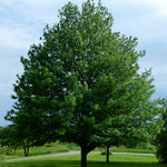 Acer rubrum Embers Embers Maple
