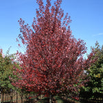 Acer rubrum Redpointe Frank Jr. Redpointe Maple