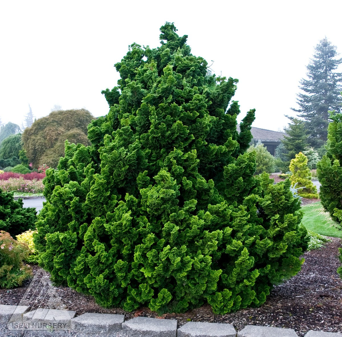 Chamaecyparis obtusa Nana Gracilis Dwarf Hinoki Falsecypress