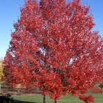 Acer rubrum October Glory PNI 0268 October Glory Maple