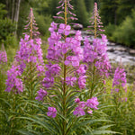 Epilobium angustifolium Fireweed