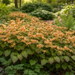 Epimedium x Orange Queen Orangekonigen Orange Queen Fairy Wings