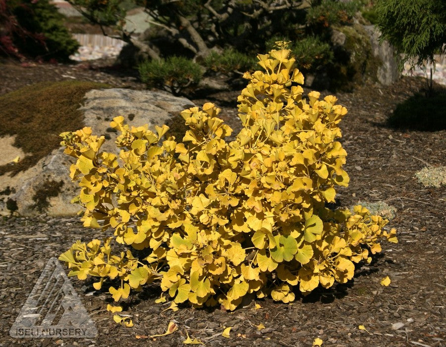 Ginkgo biloba Mariken Mariken Maidenhair Tree