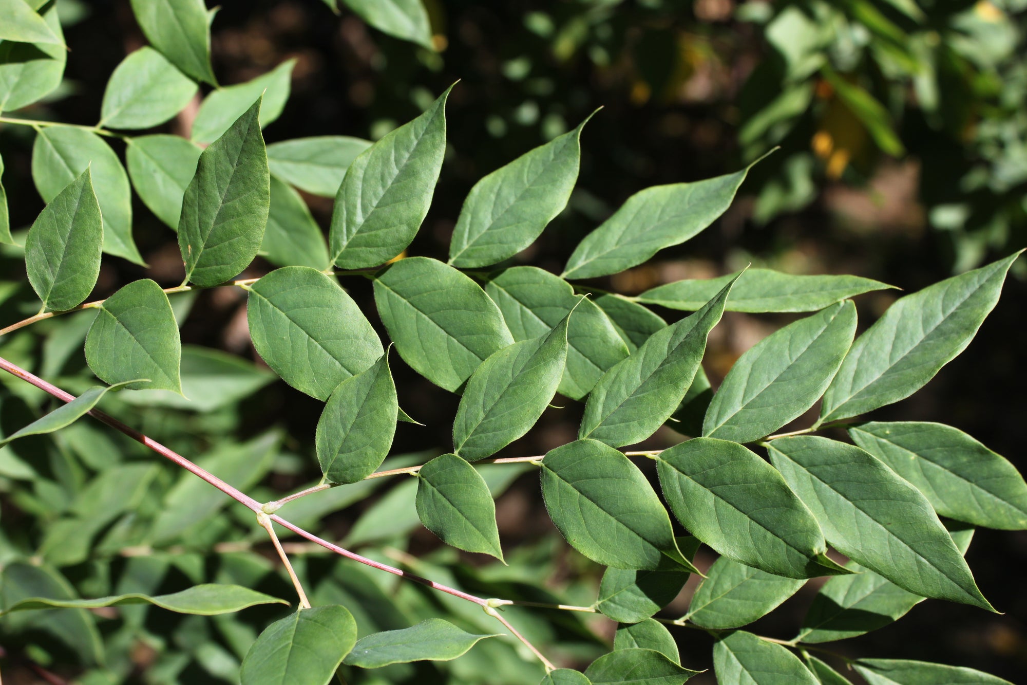 Gymnocladus dioicus Espresso Espresso JFS Espresso Kentucky Coffee Tree