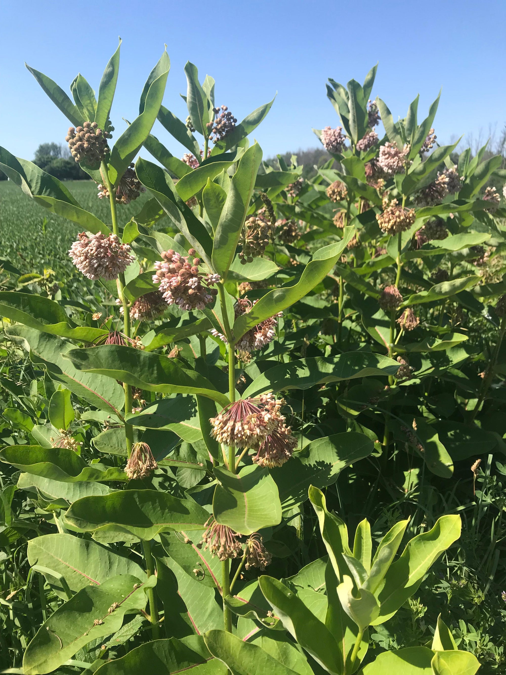Asclepias incarnata Swamp Milkweed