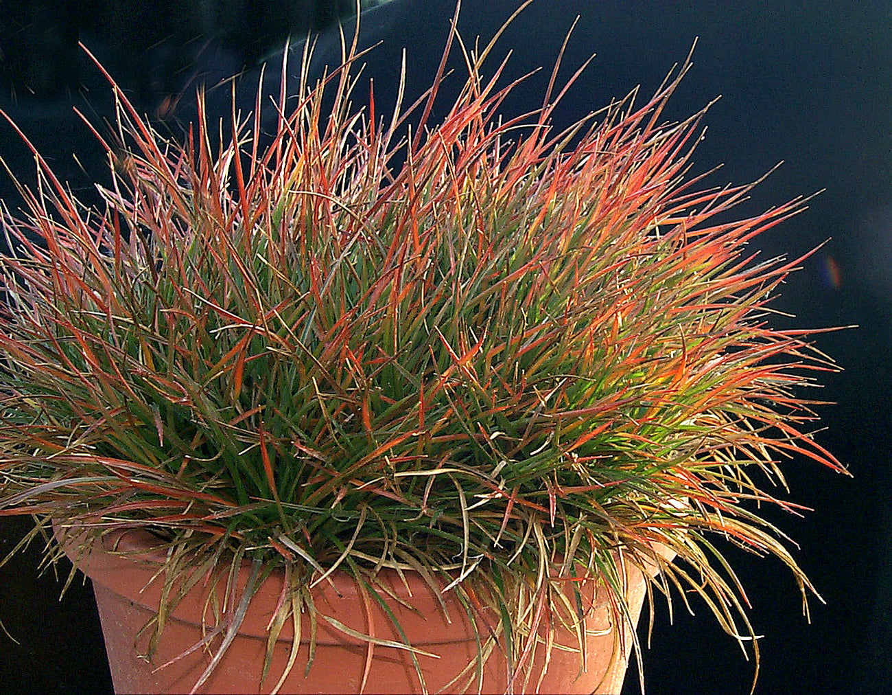 Luzula x Ruby Stiletto Ruby Stiletto Rush