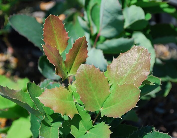 Mahonia repens Creeping Oregon Grape Holly