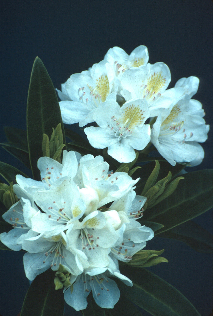 Rhododendron Chionoides Chionoides Rhododendron