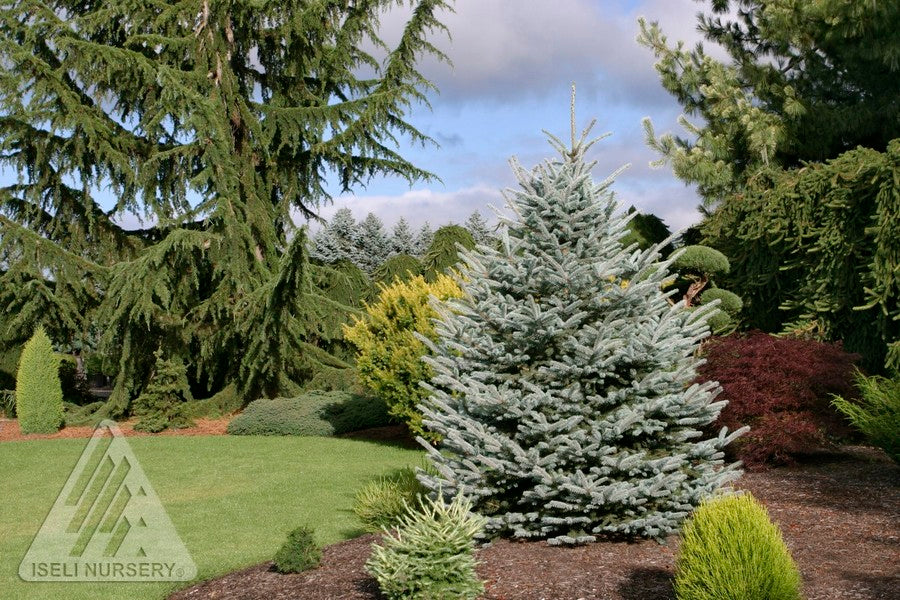 Picea pungens Fat Albert Fat Albert Blue Spruce