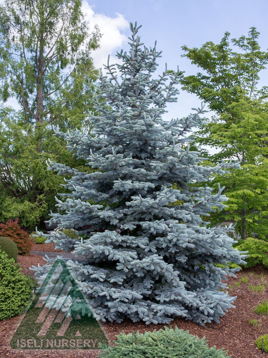 Picea pungens Hoopsii Hoopsii Blue Spruce