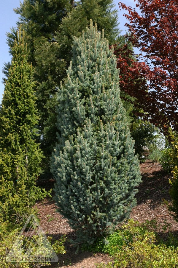 Picea pungens Iseli Fastigiate Iseli Columnar Blue Spruce