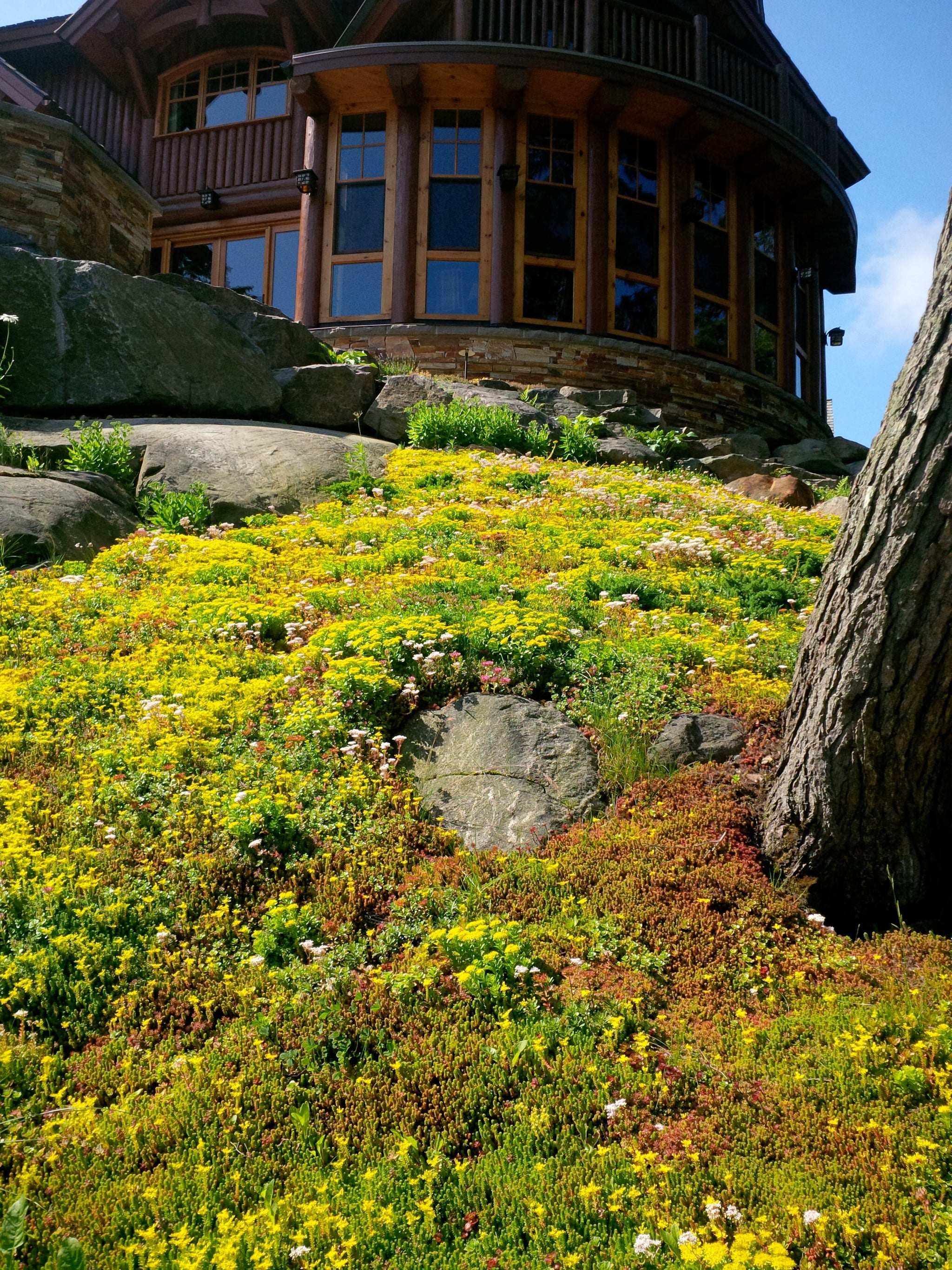 Sedum Vegetation Mats x Mixed Species Sempergreen Vegetation mats
