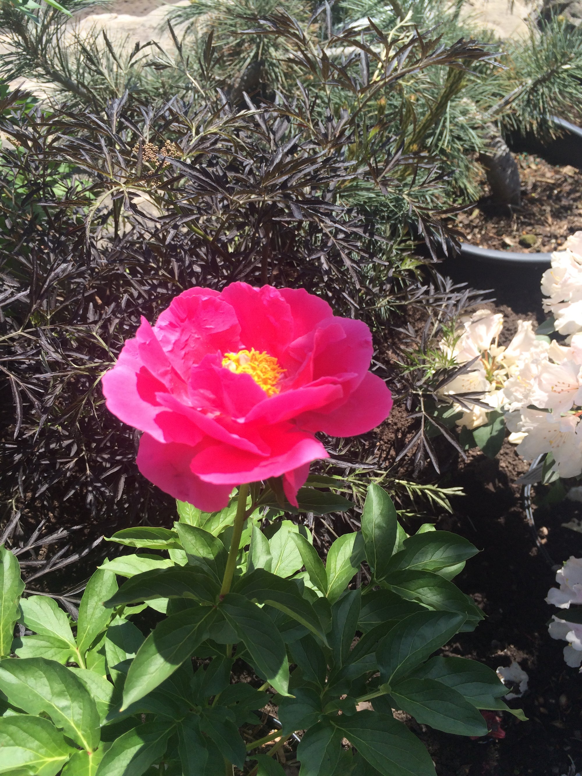 Paeonia Flame Peony