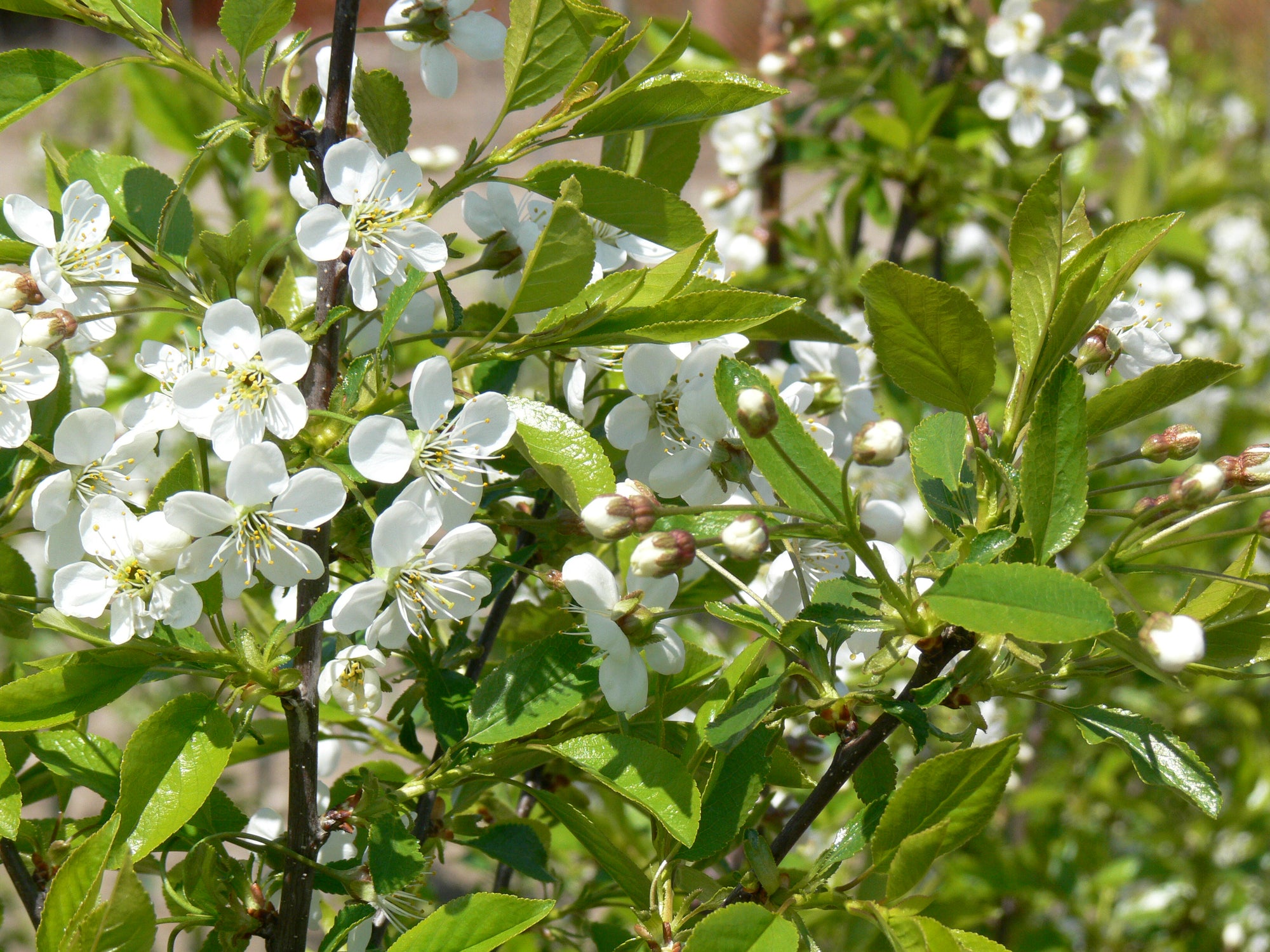 Cherry shrub Cupid CPBR4853 Cupid Cherry