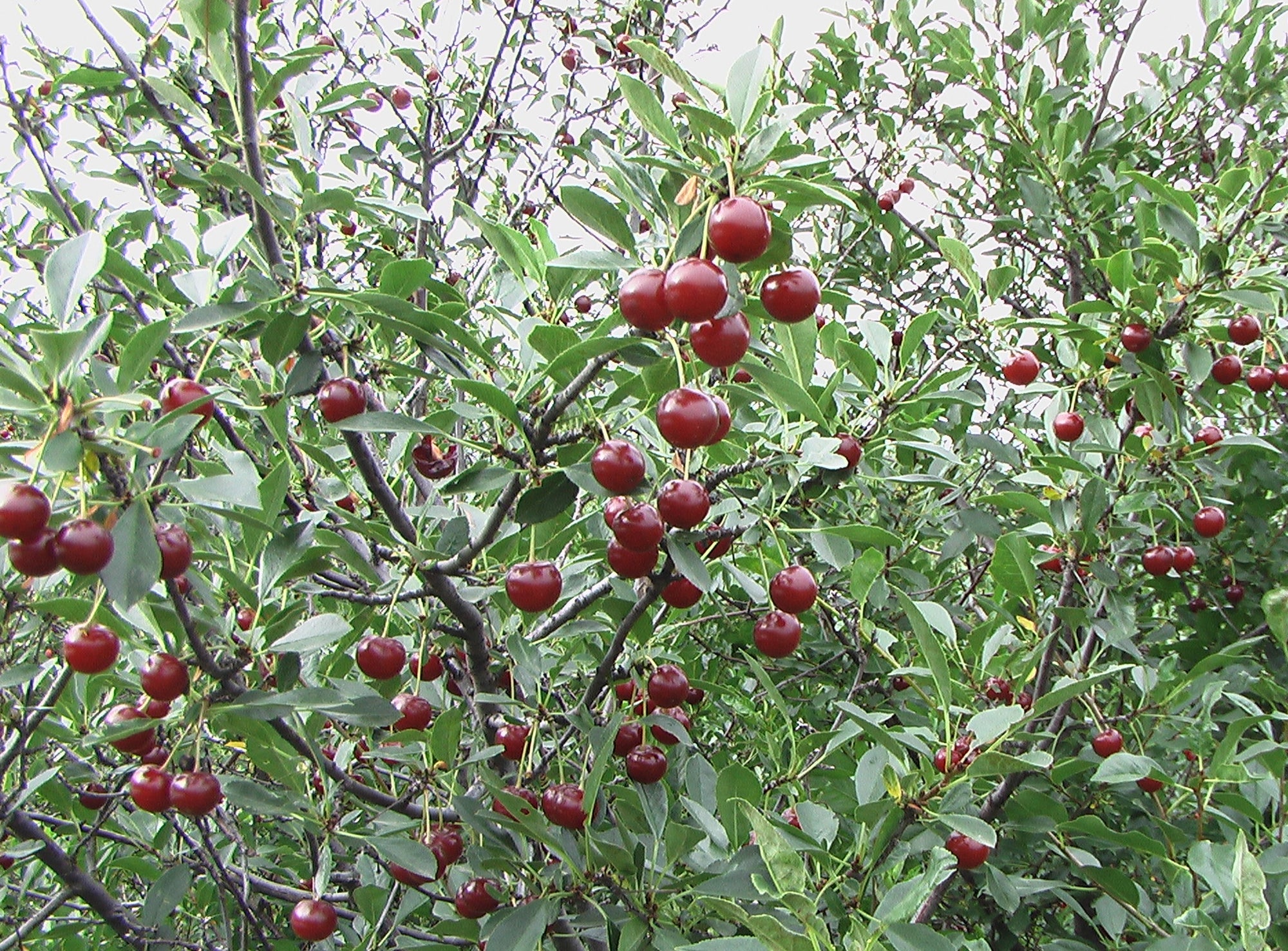 Cherry shrub Juliet CPBR4110 Juliet Cherry