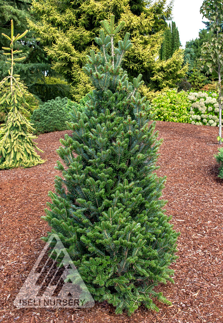 Abies alba Pyramidalis Pyramidal European Silver Fir
