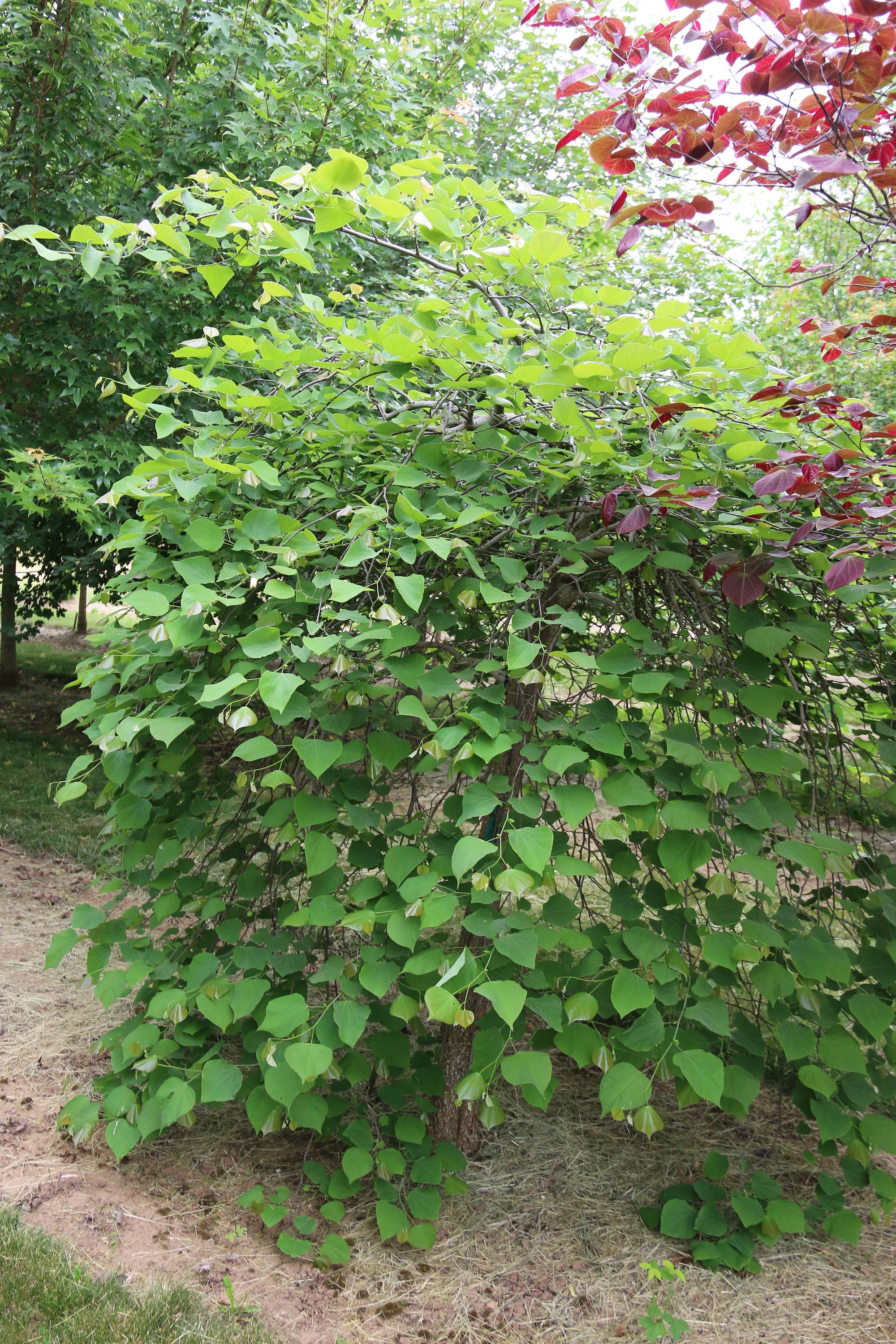 Cercis canadensis Pink Heartbreaker PP23043 Pink Heartbreaker Redbud