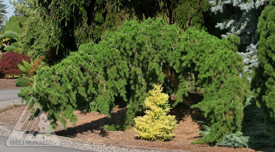 Pinus banksiana Uncle Fogy Uncle Fogy Jack Pine