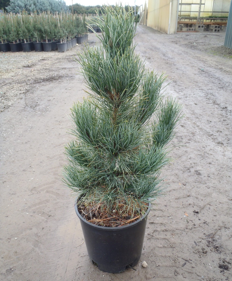 Pinus cembra Glauca Blue Swiss Stone Pine