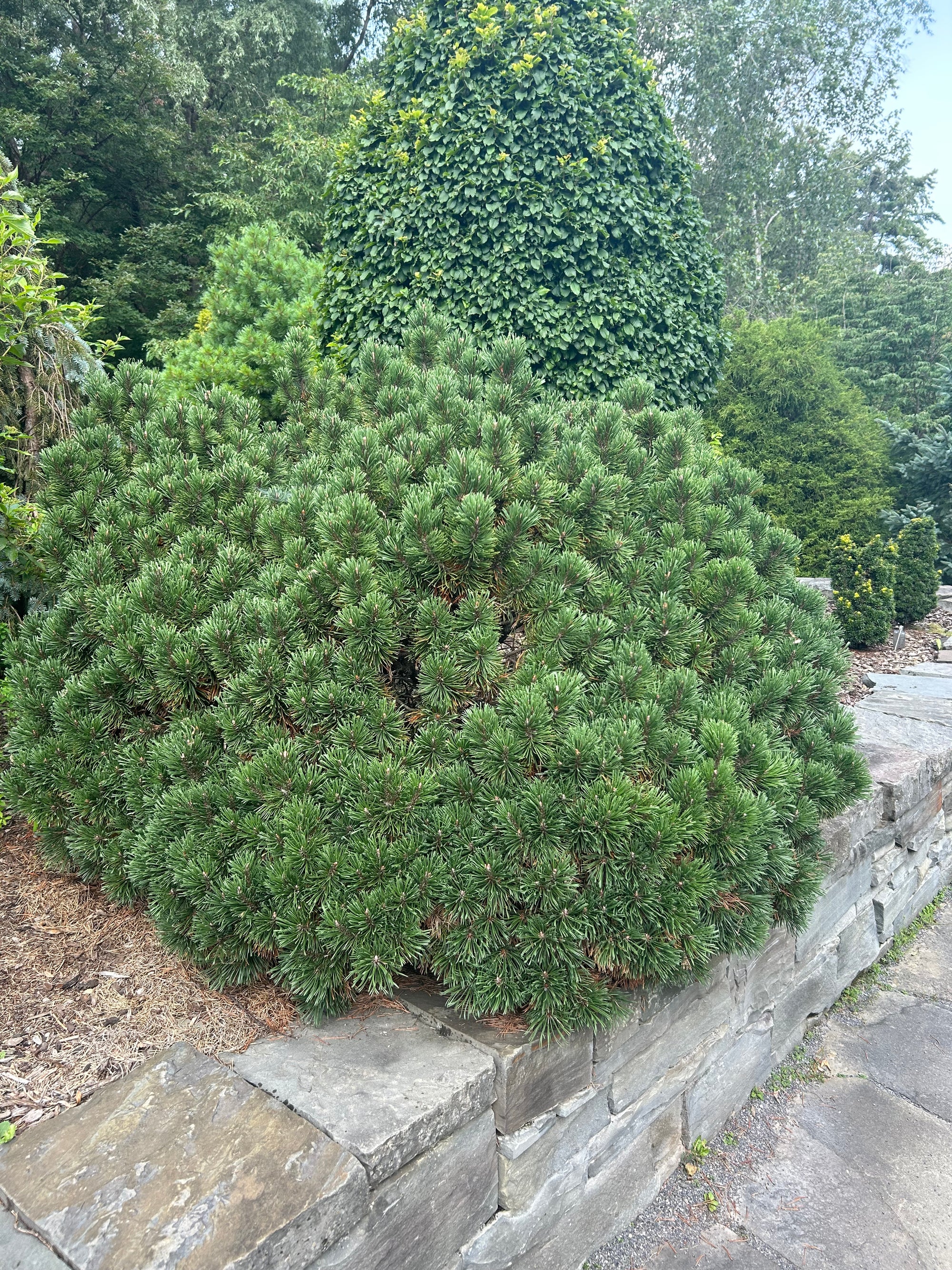 Pinus mugo Teeny Teeny Dwarf Mugo Pine