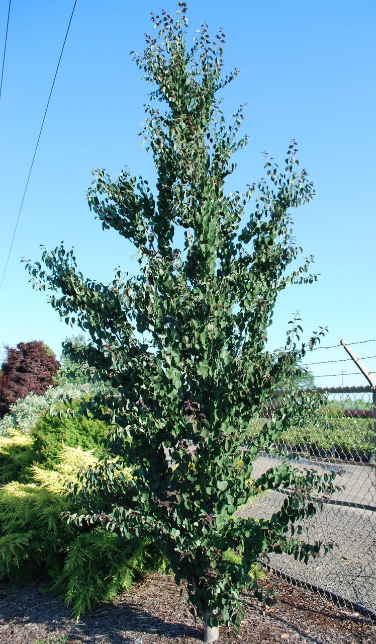 Red Fox Katsura – GardenTap