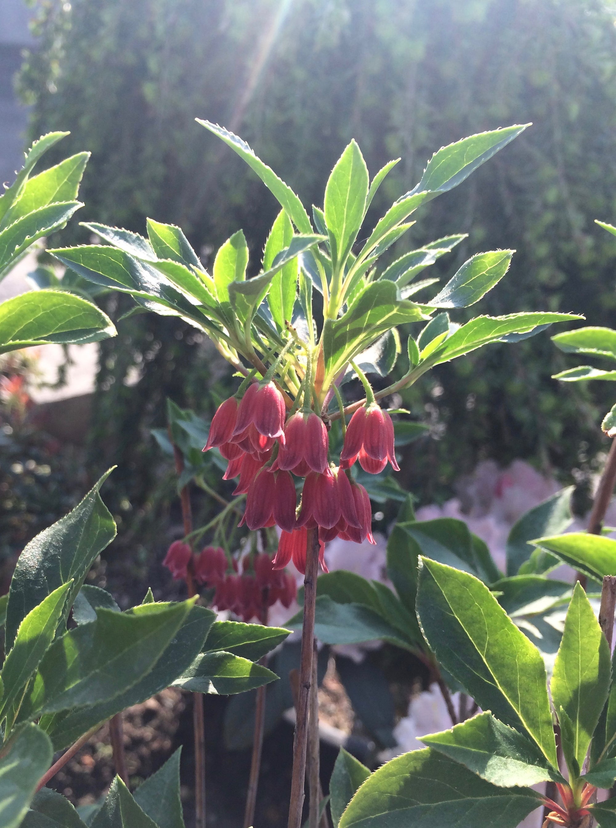 Enkianthus campanulatus Showy Lantern Indian Pink