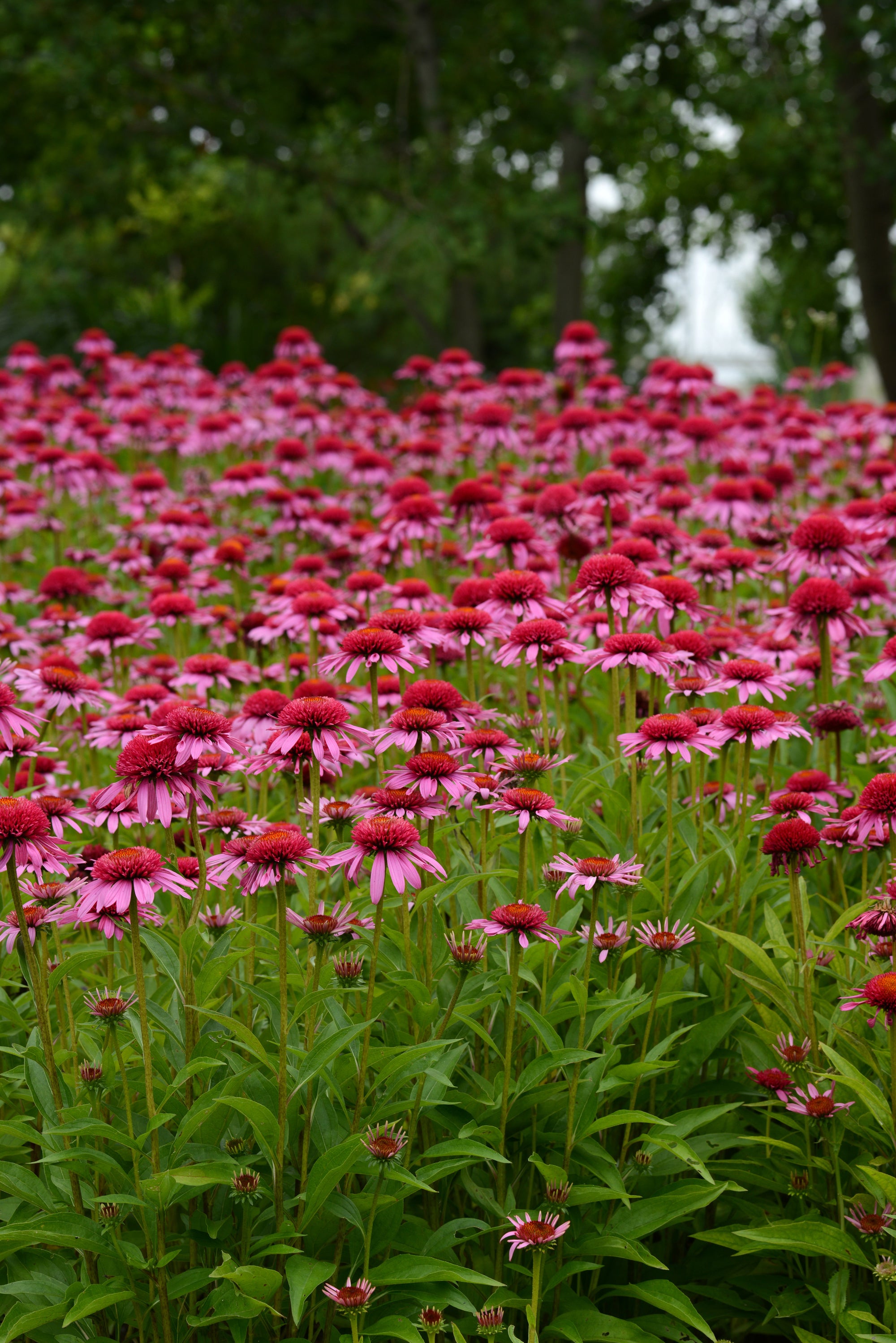 Echinacea x Double Scoop Bubble Gum Balscblum PP23103, CPBR4667 Bubble Gum Coneflower