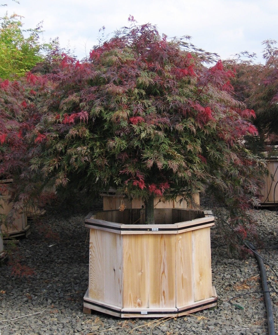 Acer palmatum var. dissectum Orangeola Orangeola Japanese Maple