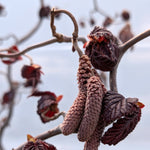 Corylus avellana Red Majestic Red Majestic Corkscrew Hazel