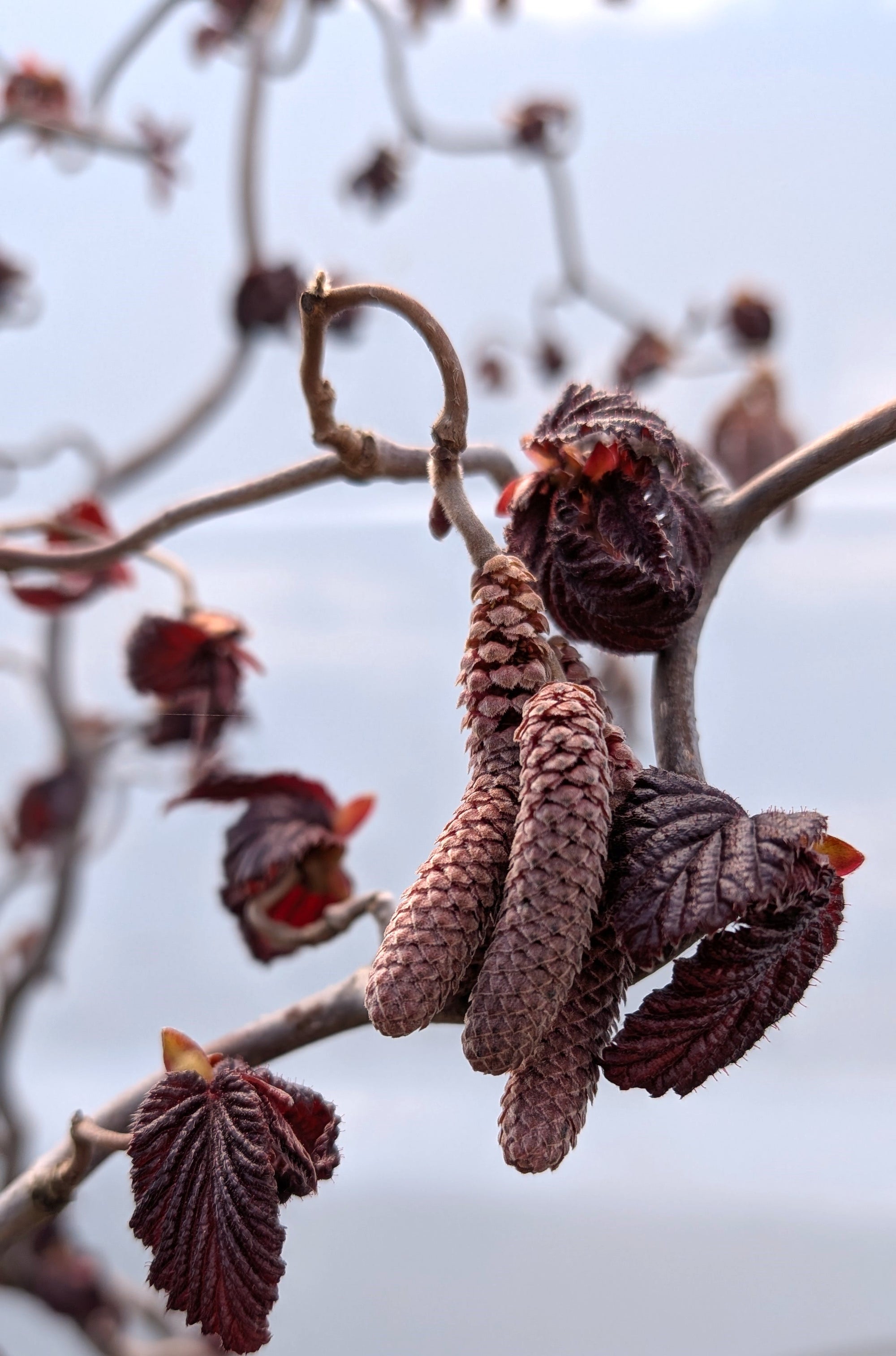 Corylus avellana Red Majestic Red Majestic Corkscrew Hazel