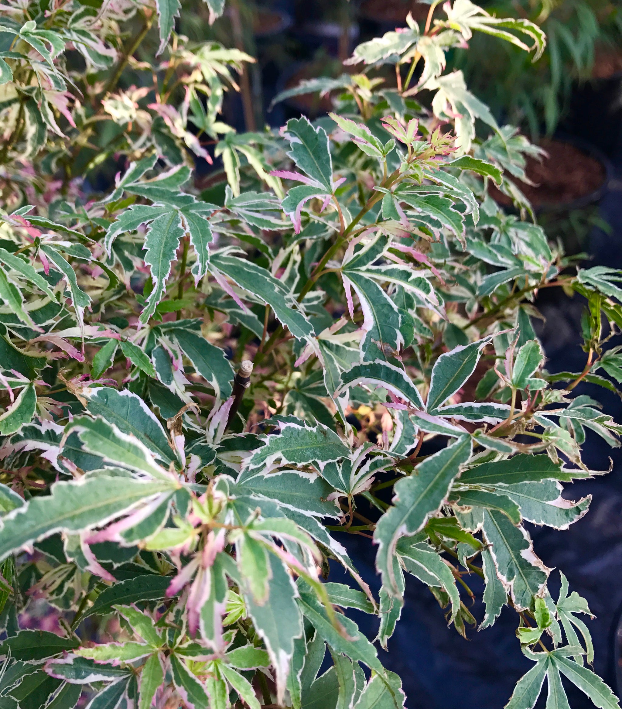 Acer palmatum Butterfly Butterfly Japanese Maple