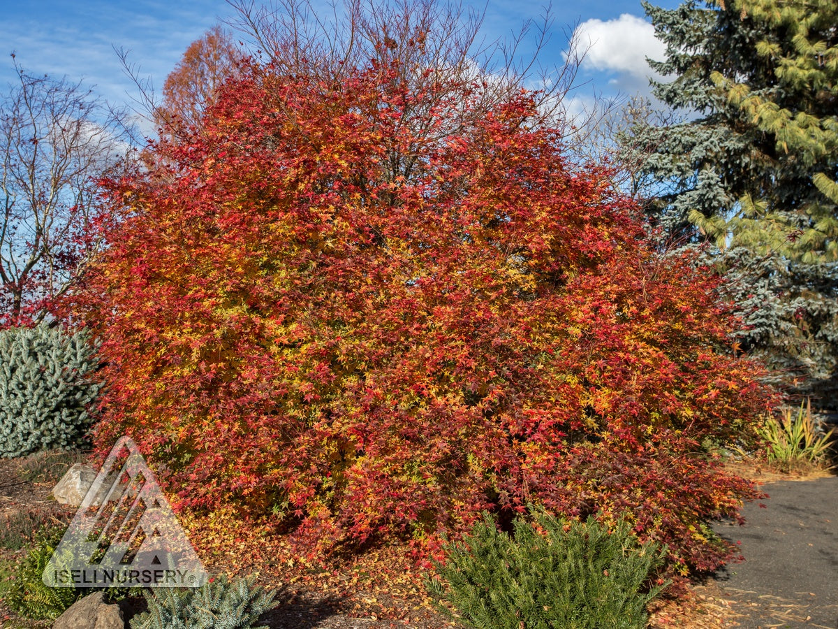 Acer palmatum Shindeshojo Shindeshojo Japanese Maple