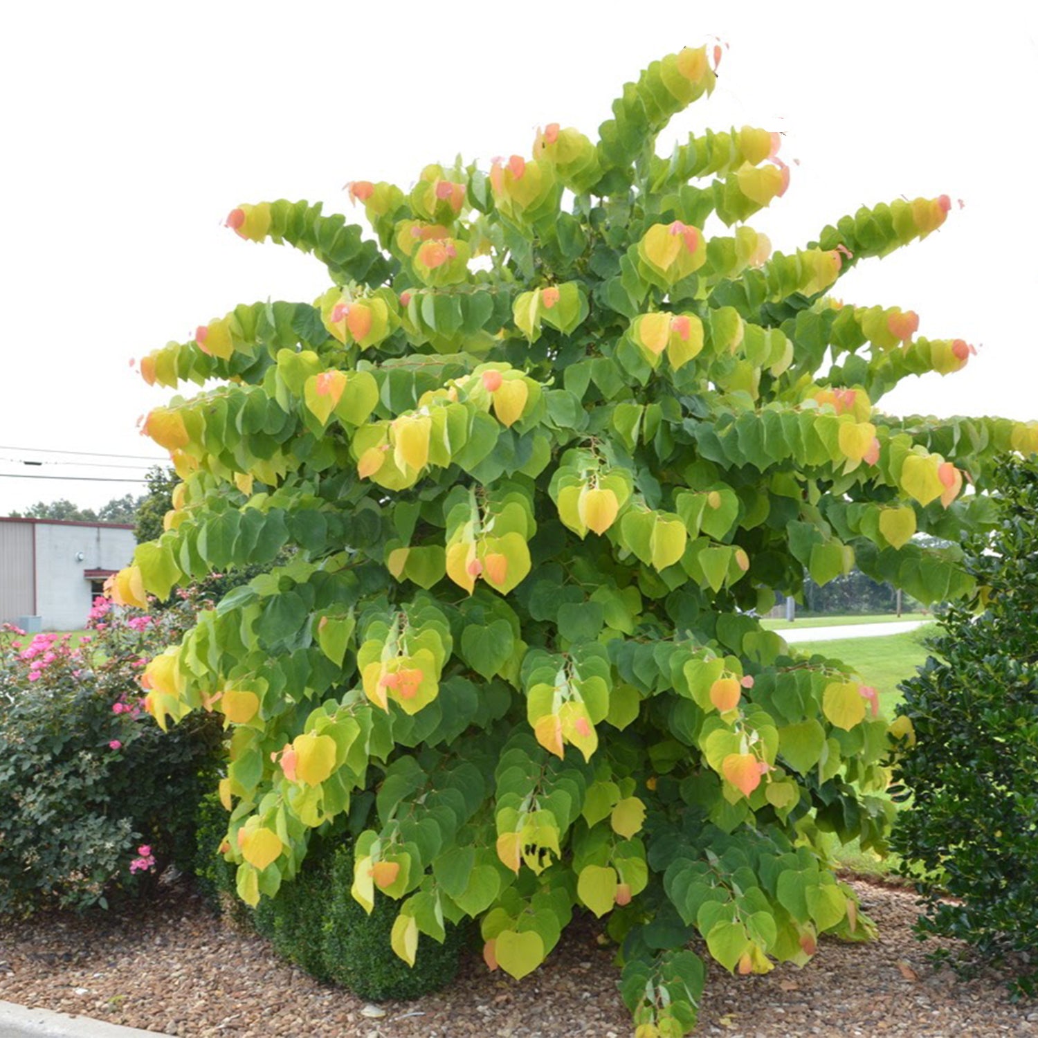 Cercis canadensis The Rising Sun JN2 PP21451 The Rising Sun Redbud