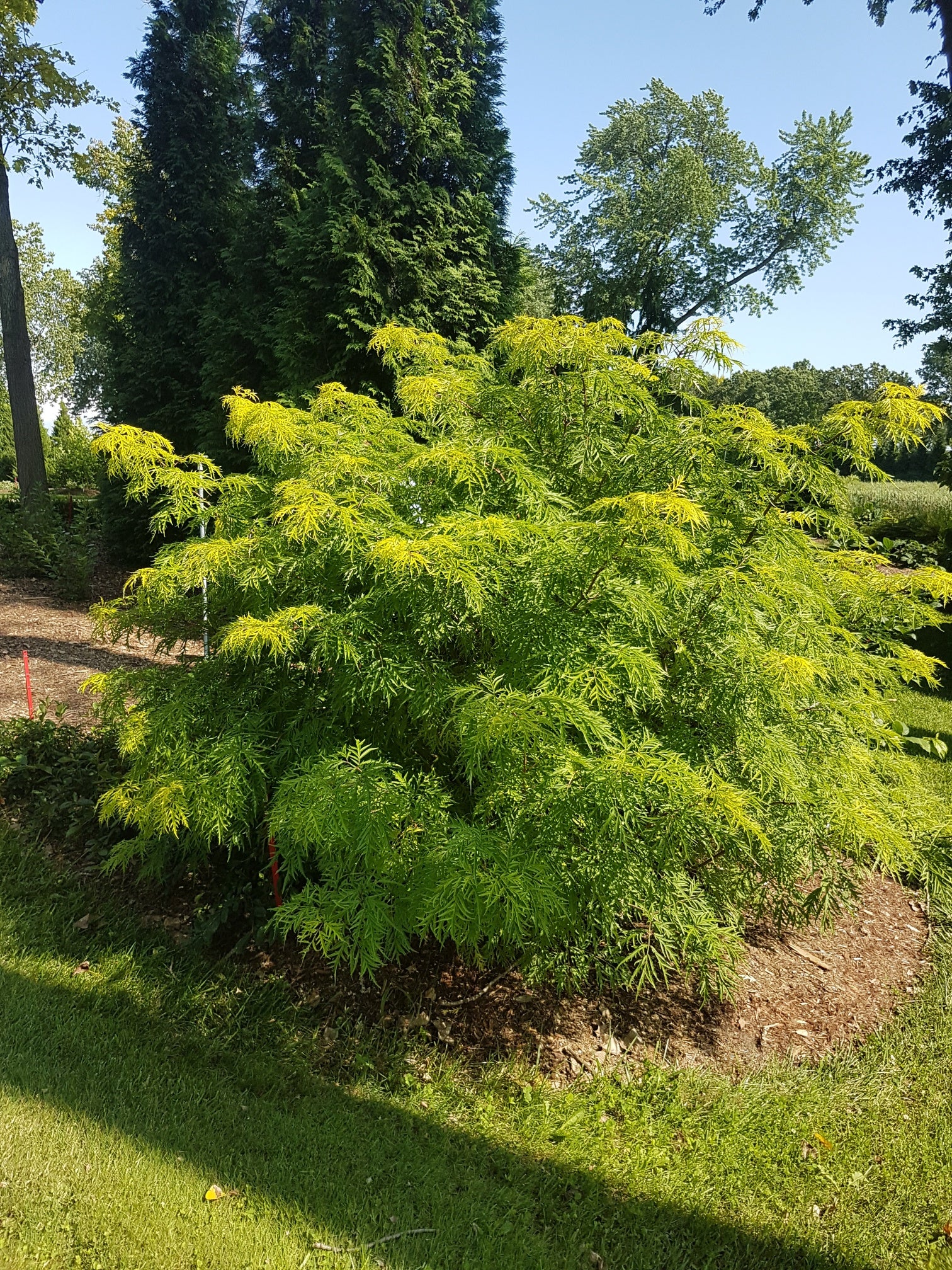 Sambucus racemosa Lemony Lace SMNSRD4 PPAF, CPBRAF Lemony Lace Elderberry