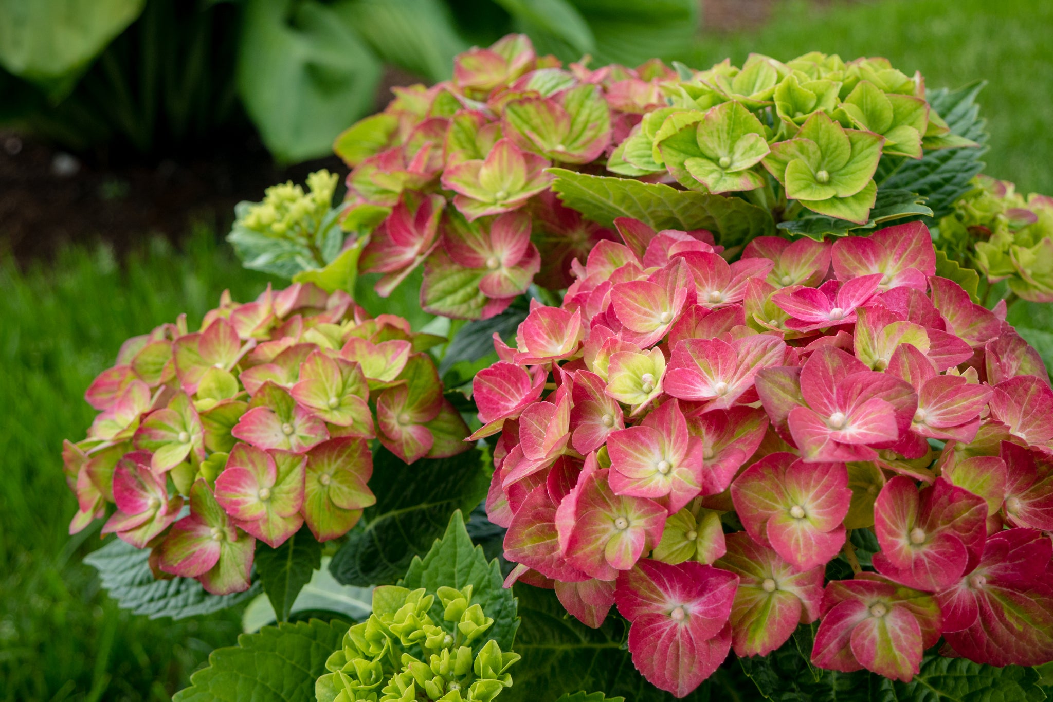 Hydrangea macrophylla Tilt A Swirl QUFU PP26426, CP5408 Tilt A Swirl Hydrangea