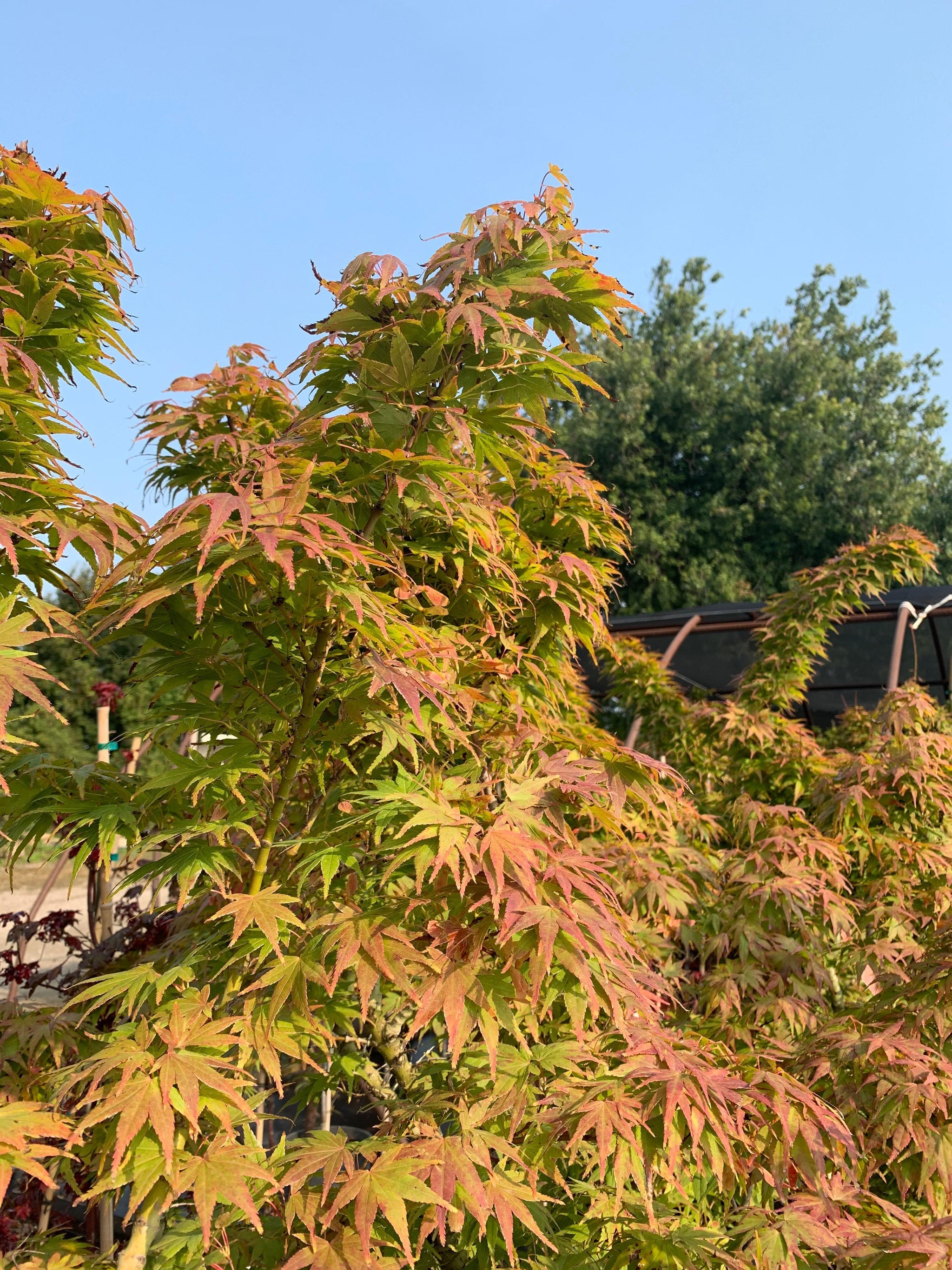 Acer palmatum Mikawa Yatsubusa Mikawa Yatsubusa Japanese Maple