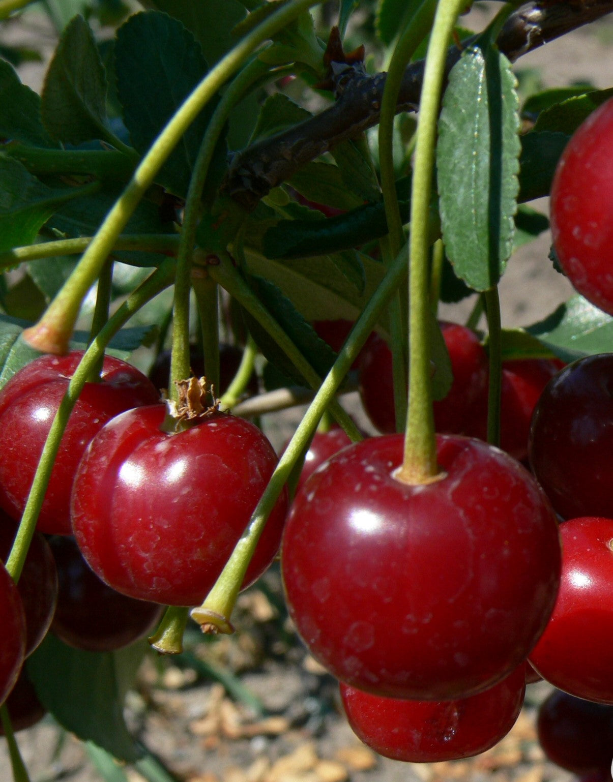 Cherry Carmine Jewel Carmine Jewel Cherry