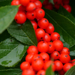 Ilex verticillata Berry Heavy Red Spravy Berry Heavy Red Winterberry