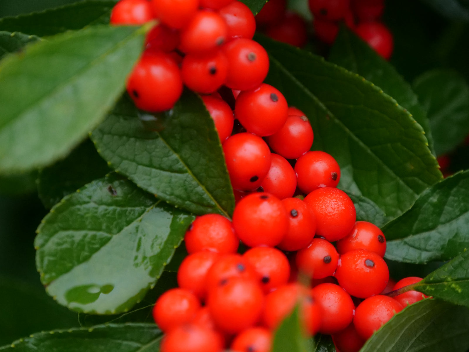 Ilex verticillata Berry Heavy Red Spravy Berry Heavy Red Winterberry