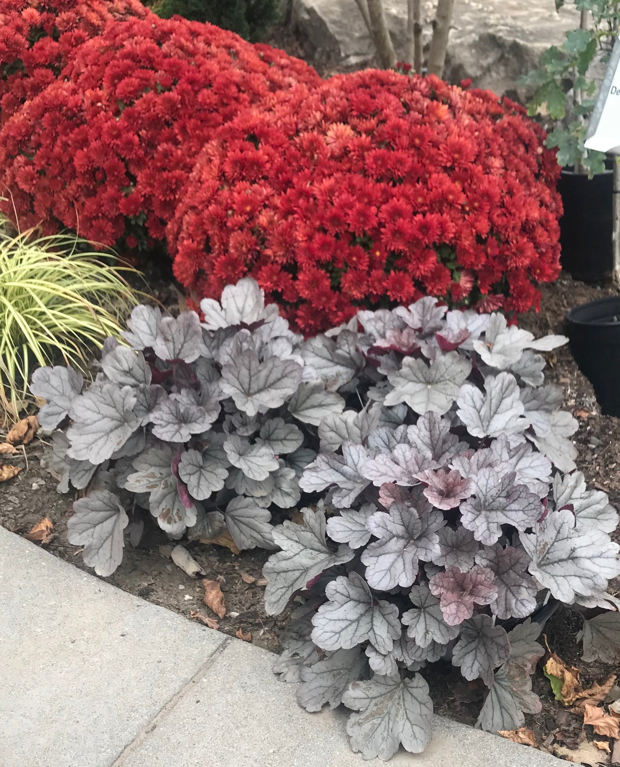 Heuchera x Silver Gumdrop PPAF, CPBRAF Coral Bells