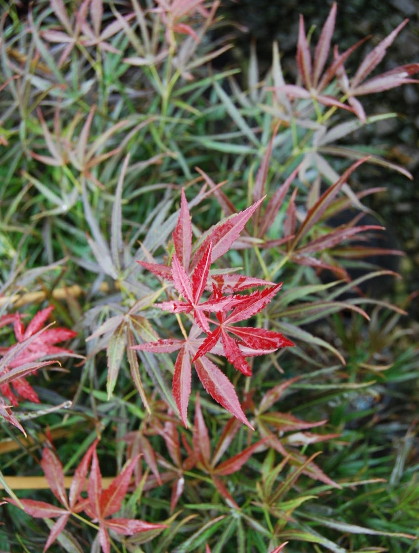Acer palmatum Red Pygmy Red Pygmy Japanese Maple