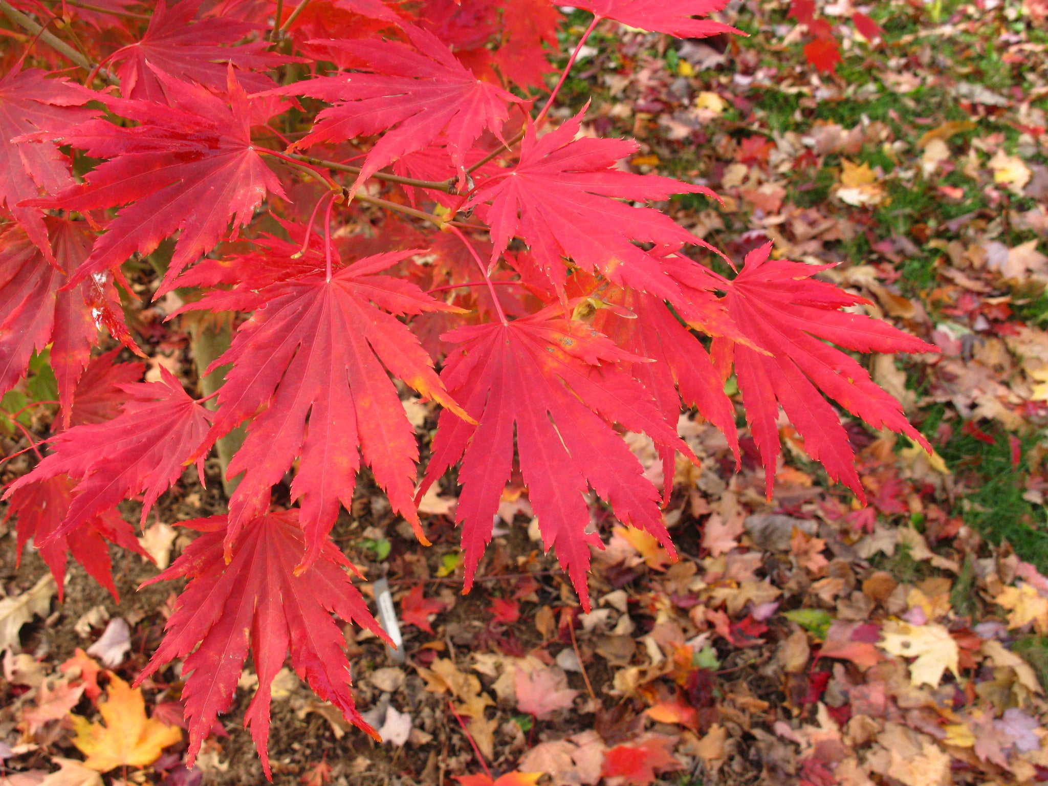 Acer pseudosieboldianum x palmatum Northern Glow Hasselkus Northern Glow Maple
