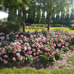 Hydrangea arborescens Invincibelle Ruby NCHA3 PP20765, CPBR4159 Invincibelle Ruby Hydrangea